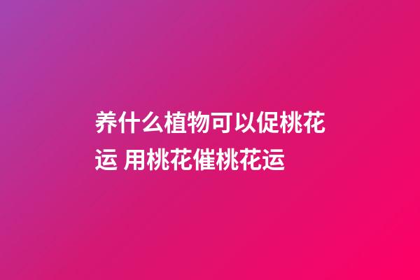 养什么植物可以促桃花运 用桃花催桃花运